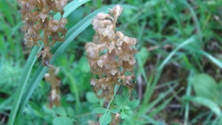 Vogel-Nestwurz (Neottia nidus-avis).jpg